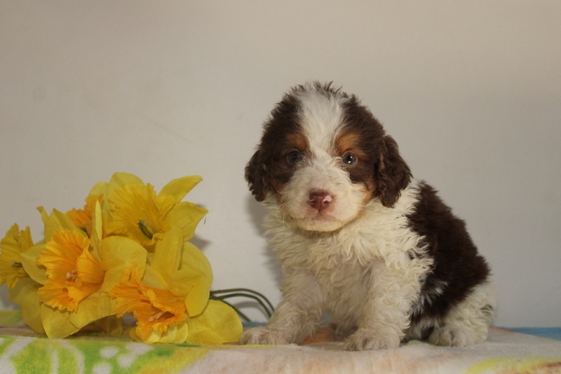 puppy, for, sale, Bernadoodle, Matthew B. Stoltzfus, dog, breeder, Gap, PA, dog-breeder, puppy-for-sale, forsale, nearby, find, puppyfind, locator, puppylocator, aca